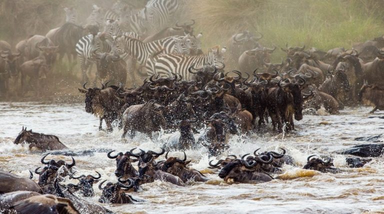 Wildebeest Migration Safari Ndutu Calving Season - 7 Days.
