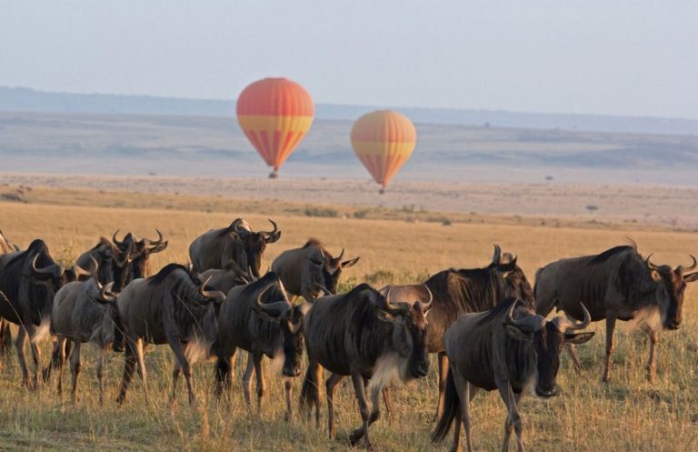Serengeti-safaris6