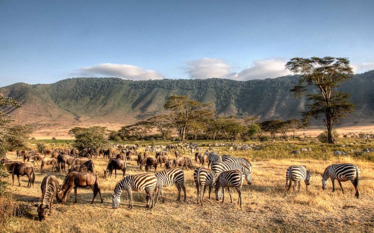 2 Days Northern Circuit Safari