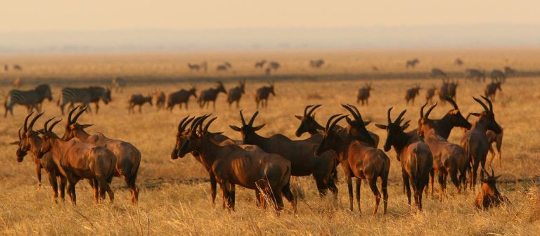 Katavi National Park.