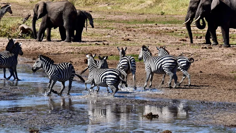 Tanzania Day Trips Safaris.