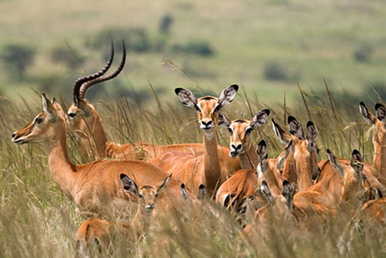 Mikumi National Park