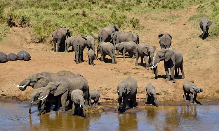 Tanzania Safari Privacy policy