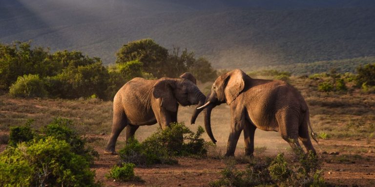 Tarangire National Park Day Trip