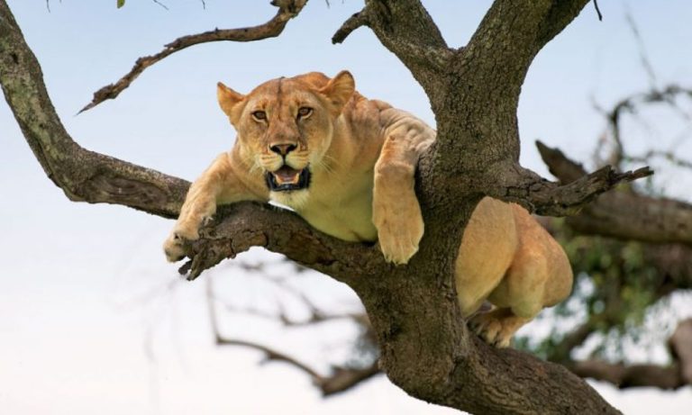 Tanzania Safari Destination