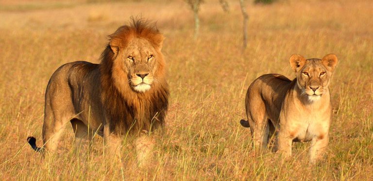 Tanzania Safari Information.