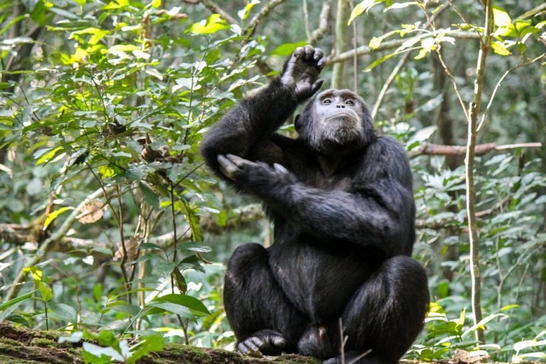 Gombe Stream National Park.
