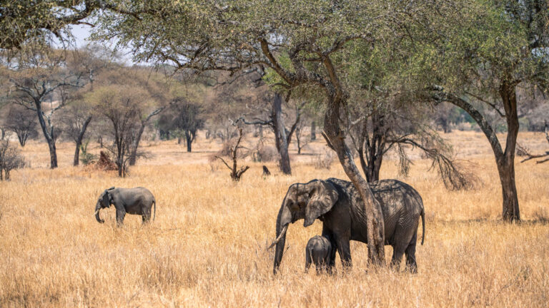 Tarangire National Park.
