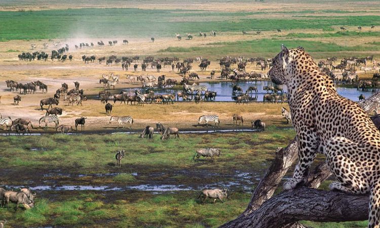 Ngorongoro Crater Exclusive Tour