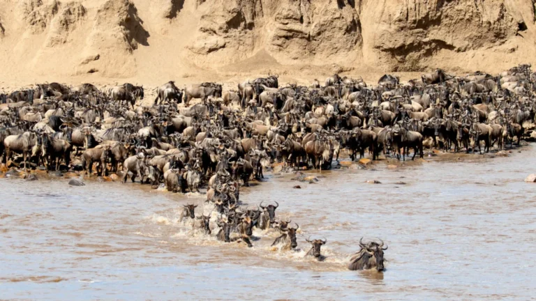 8-Day Grumeti Migration Safari