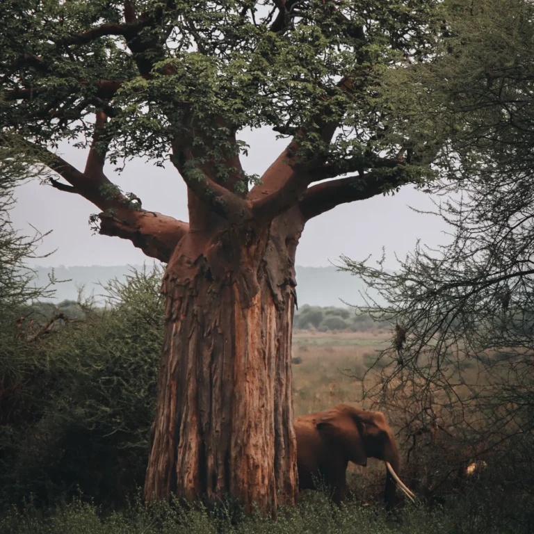 What Secrets Do the Ancient Baobabs of Tarangire Hold?