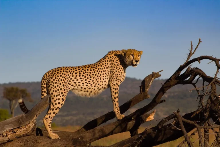3 Day Exclusive Serengeti Safari