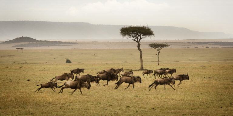 7-Day Wildebeest Calving Migration Ndutu