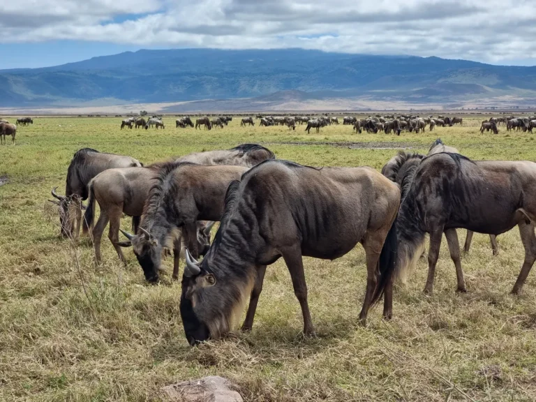 What Happens During the Wildebeest Calving Season in Ndutu?