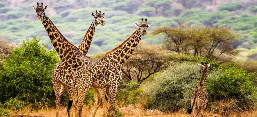 A Giraffe’s Life.