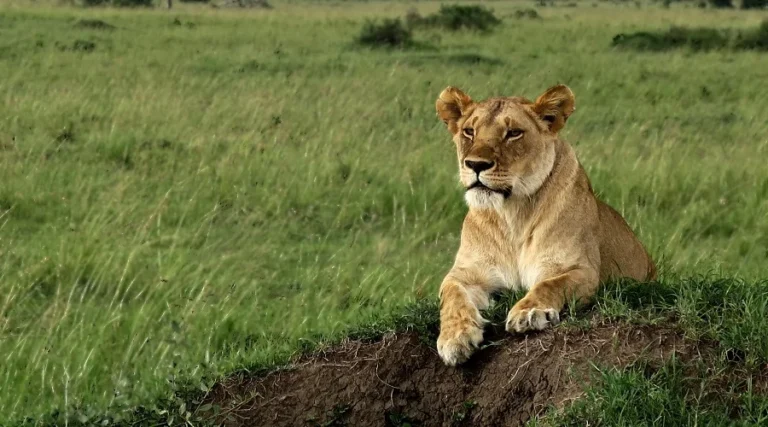 Tanzania Safari Booking Terms and Conditions.