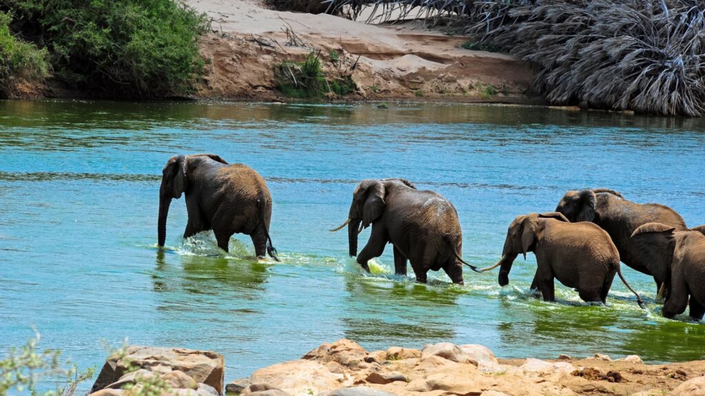 The Beauty of Elephants in the Serengeti.