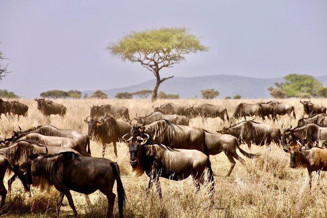 8-Day Essence of Tanzania Safari