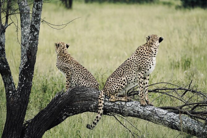 Cheetah On Serengeti Safari.