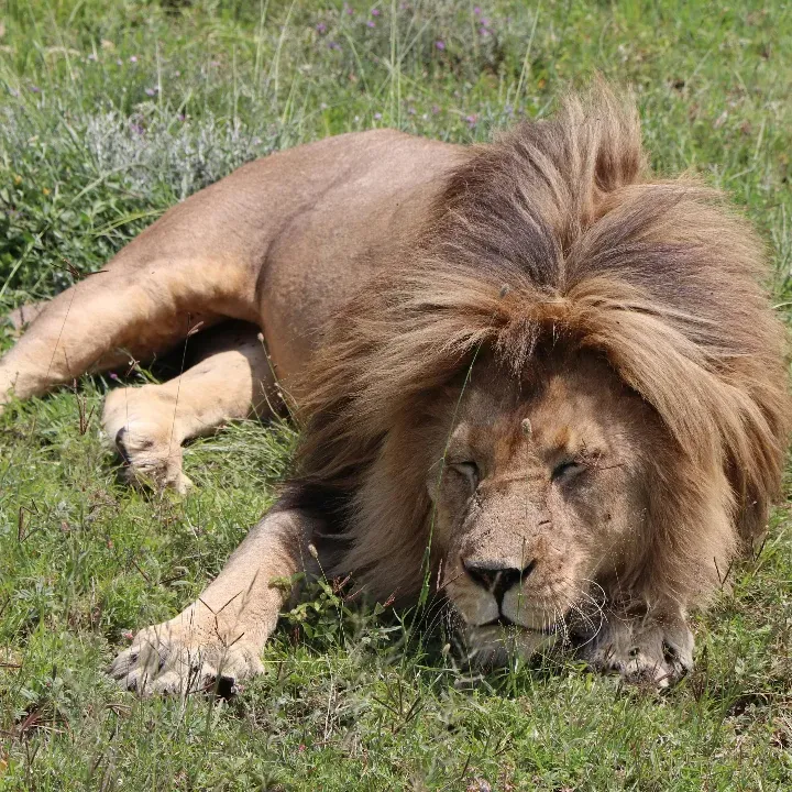 Saadani National Park
