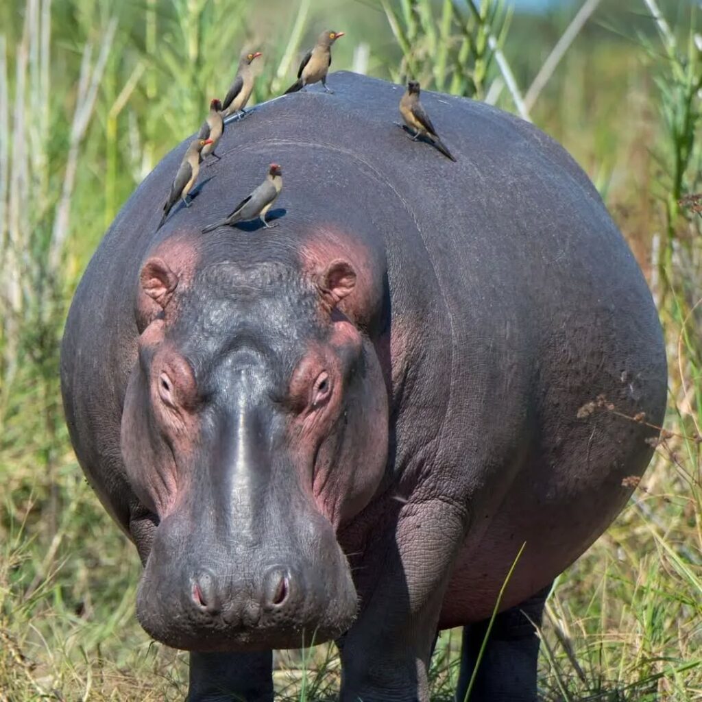 Hippos of the Wild.