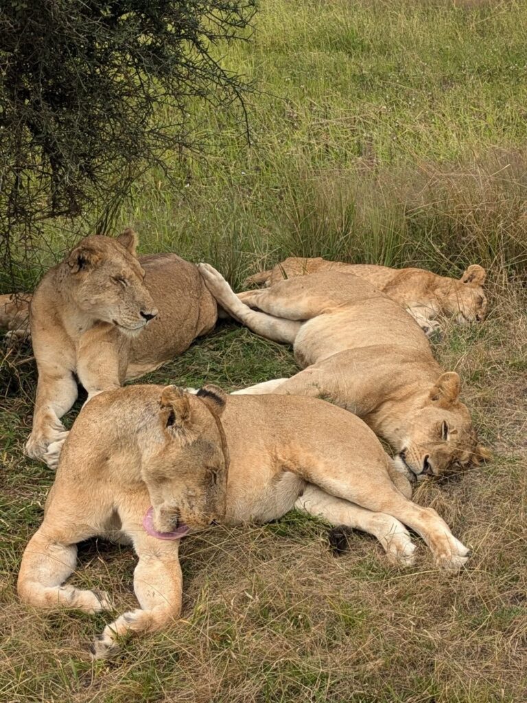 Tanzania Safari Top Destinations.