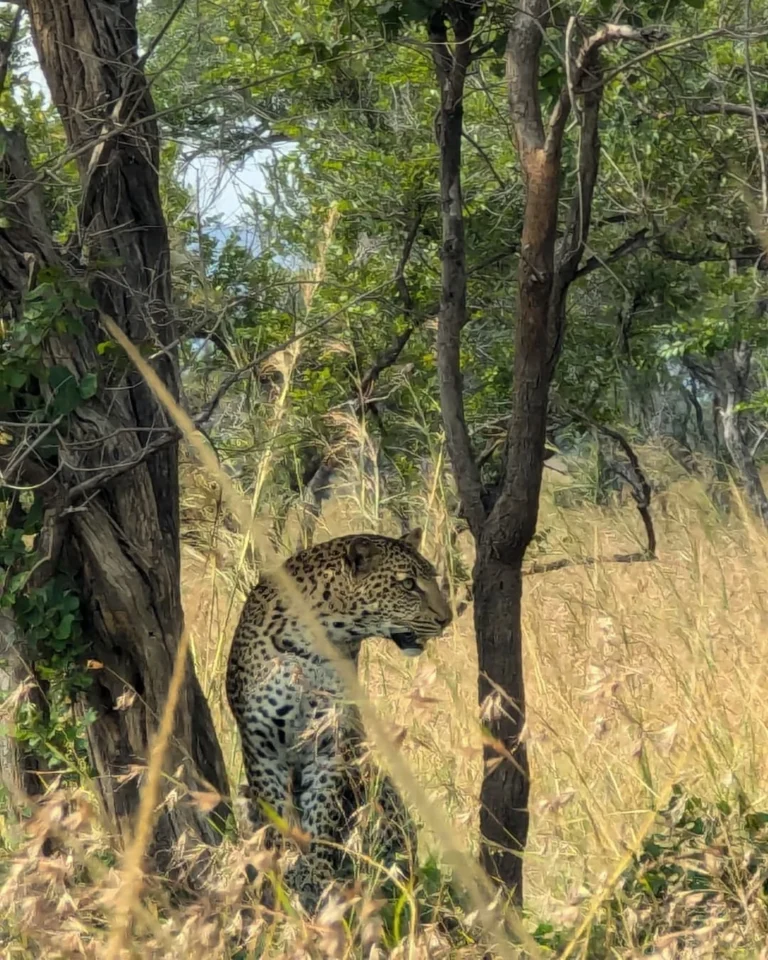 Mikumi & Udzungwa Safari Package 3 Days.