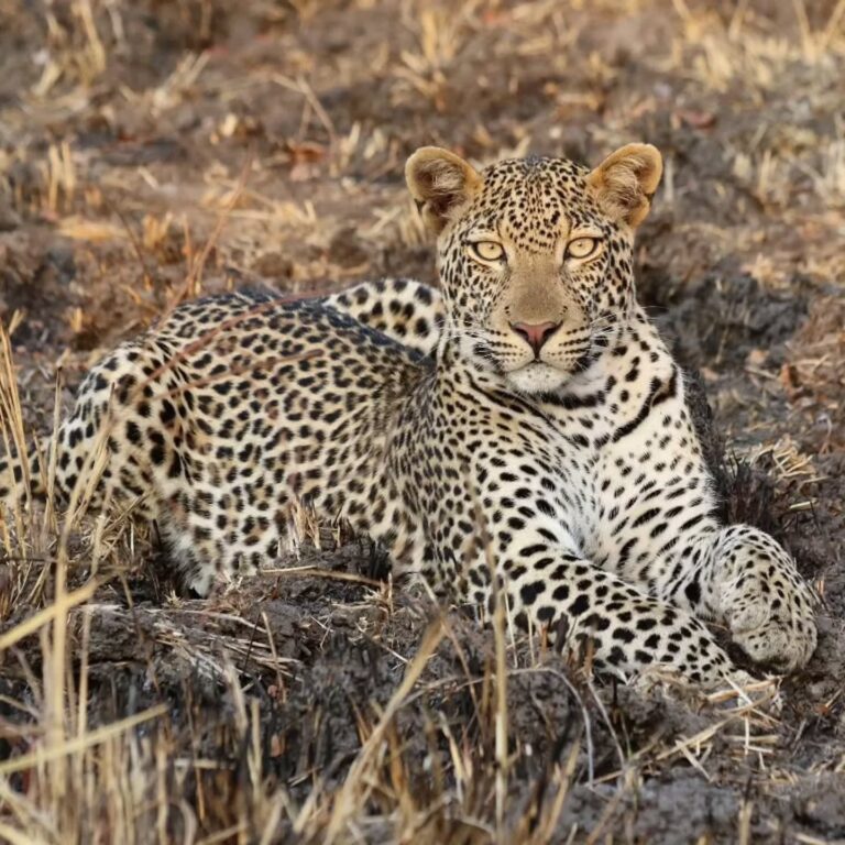 Nyerere National Park